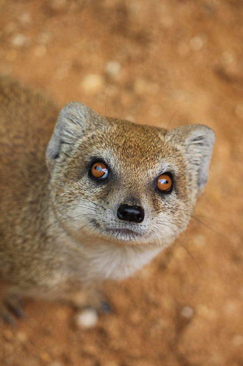 mongoose  cat  curious free photo