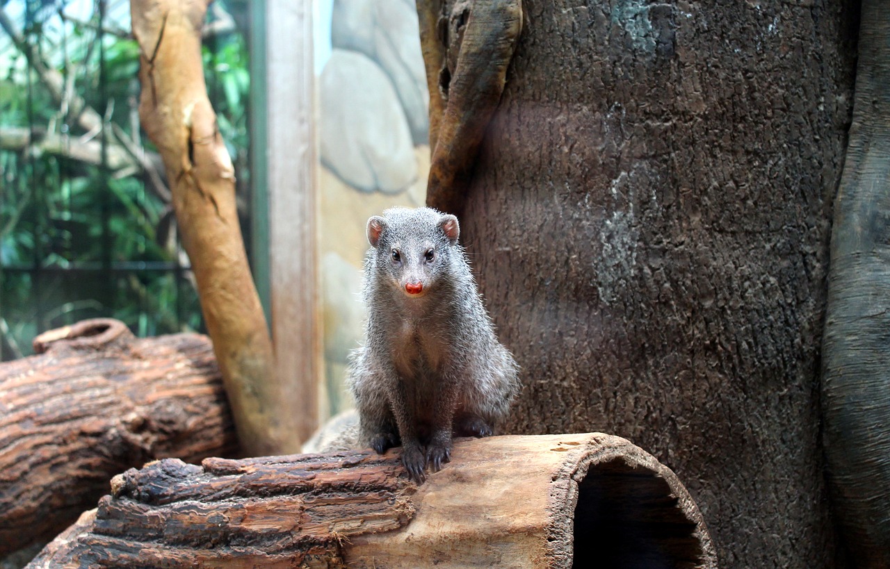 mongoose  rodent  animal free photo