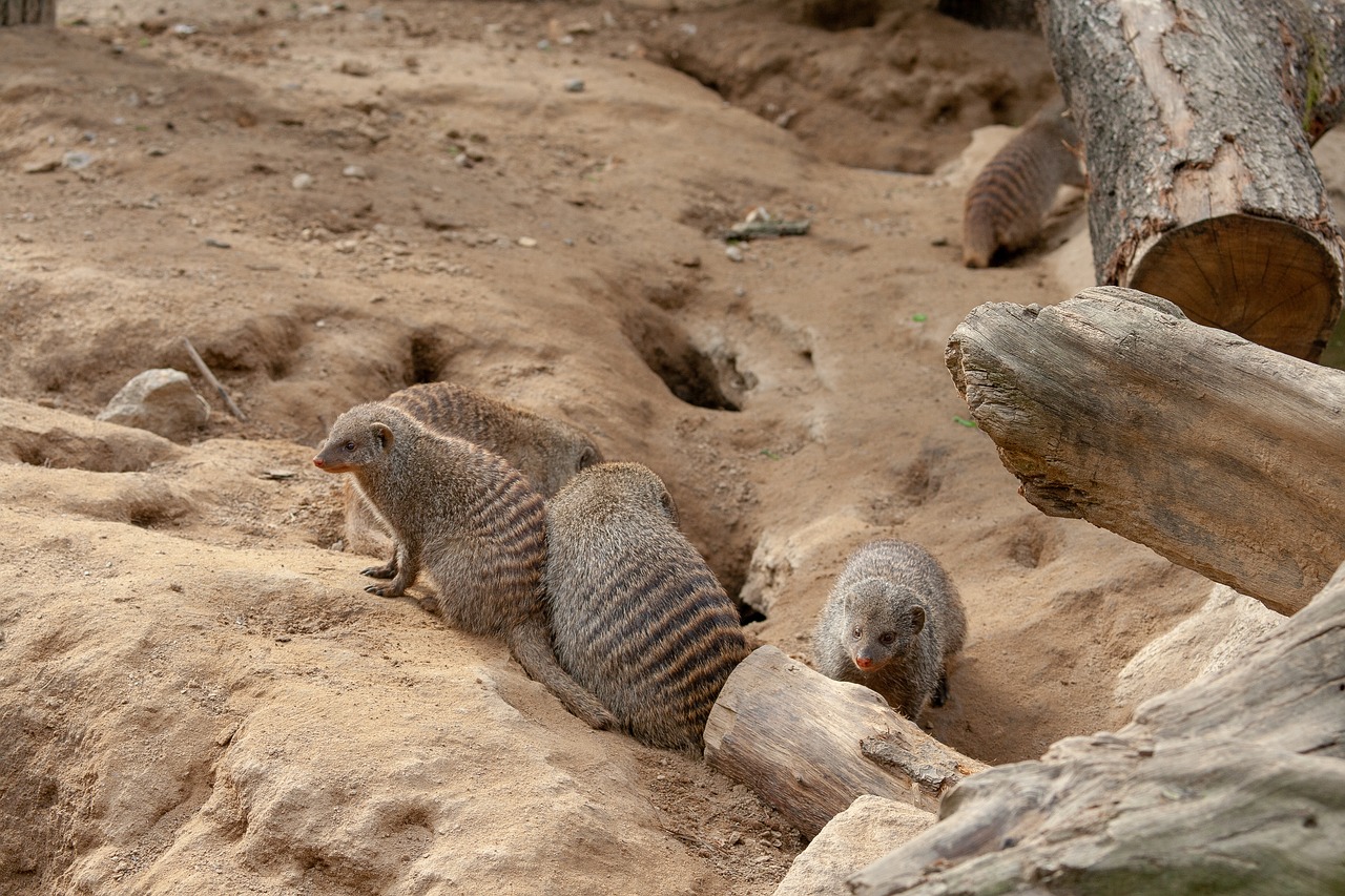 mongoose  enclosure  holes free photo