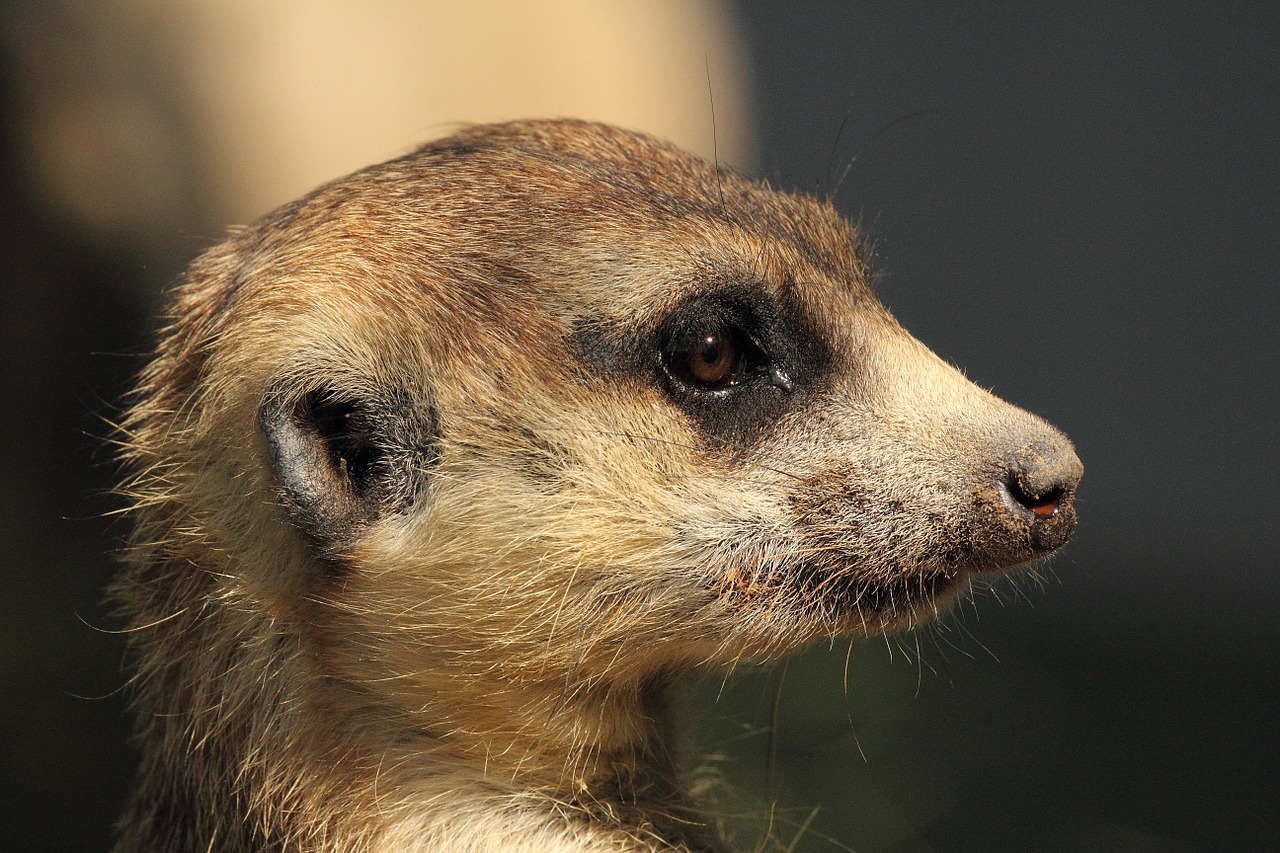 mongoose meerkat wildlife free photo