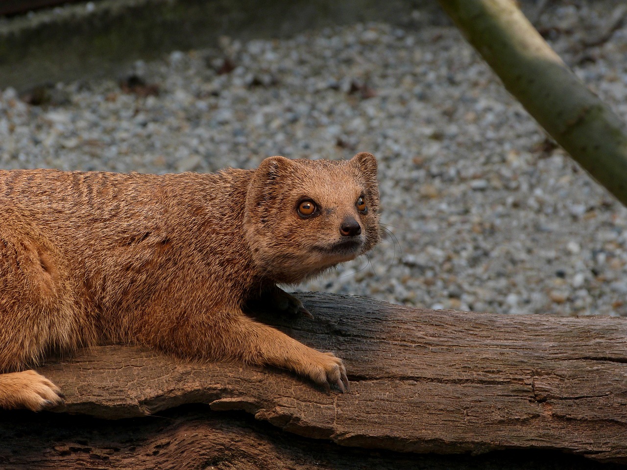 mongoose animal small free photo