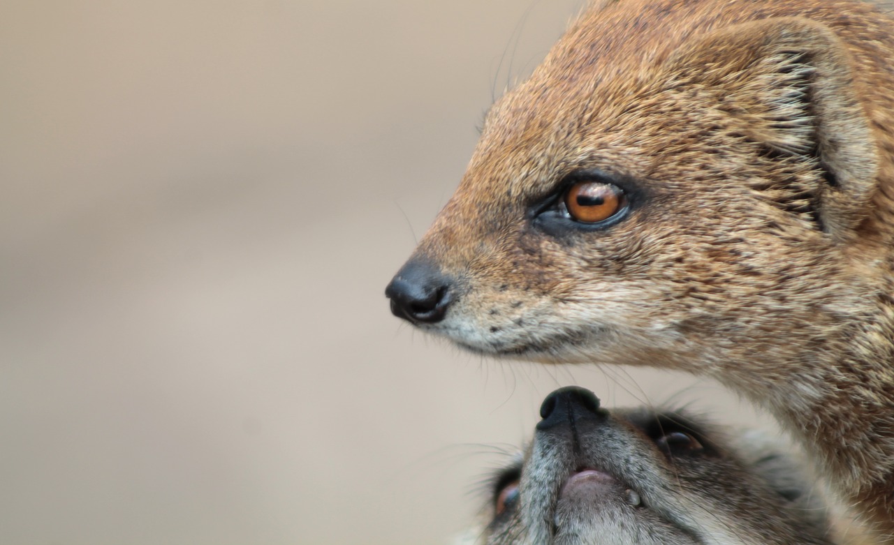 mongoose rókamanguszta predator free photo