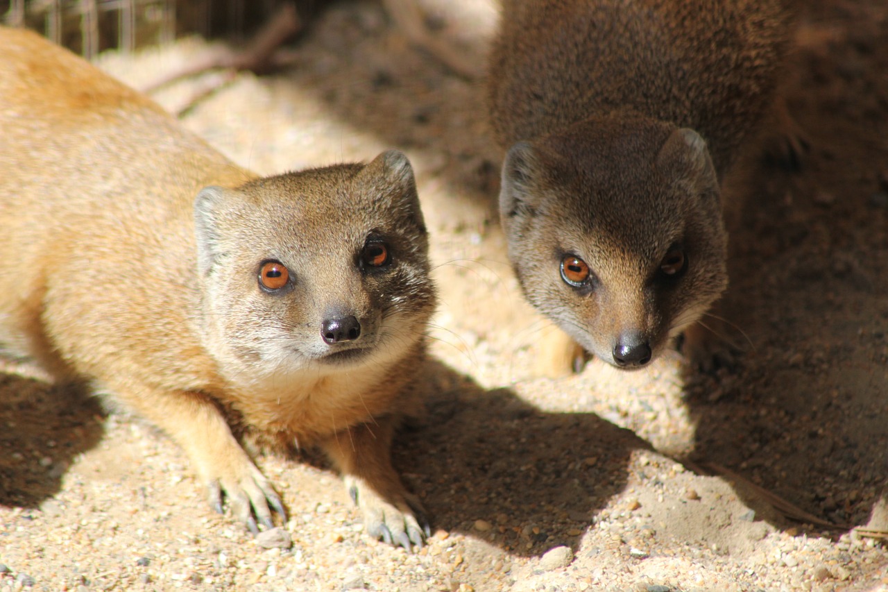 mongoose wildlife stare free photo