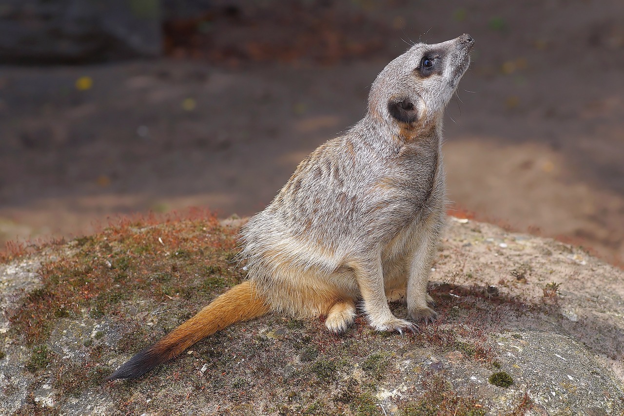 mongoose meerkat mammal free photo