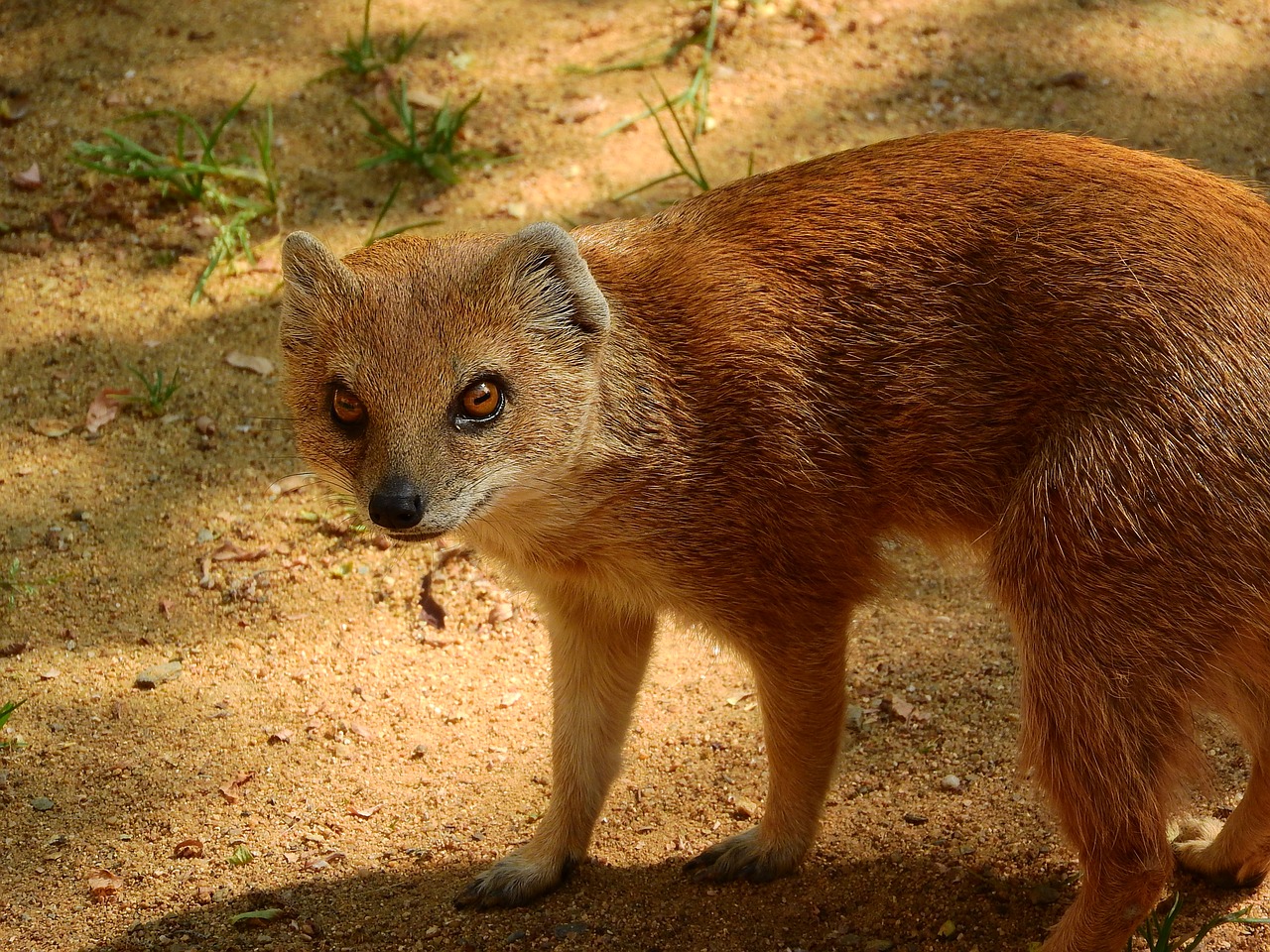 mongoose fox mongoose cynictis penicillata free photo