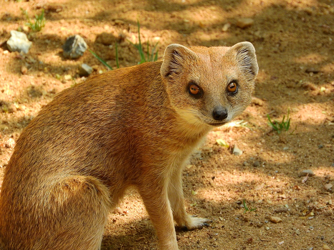 mongoose fox mongoose cynictis penicillata free photo