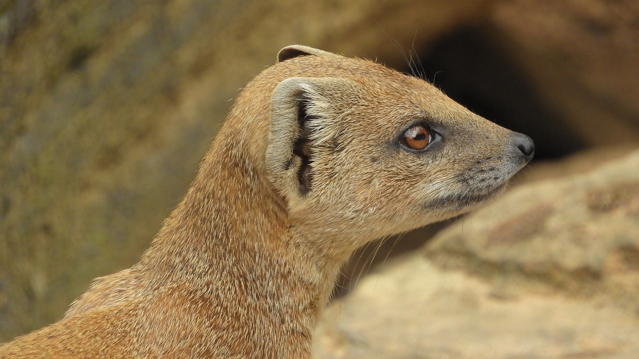 mongoose fox  african beast  mongoose free photo