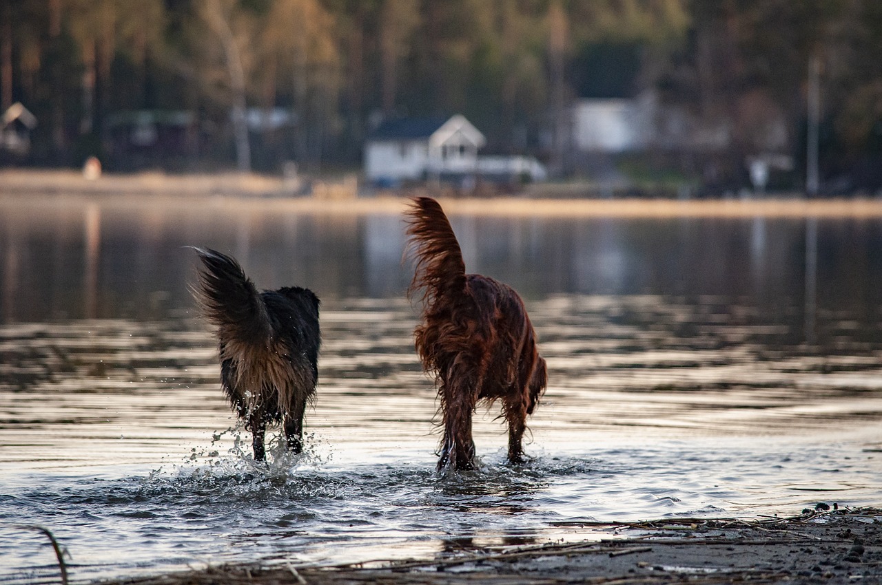 mongrel  irish setter  dog free photo