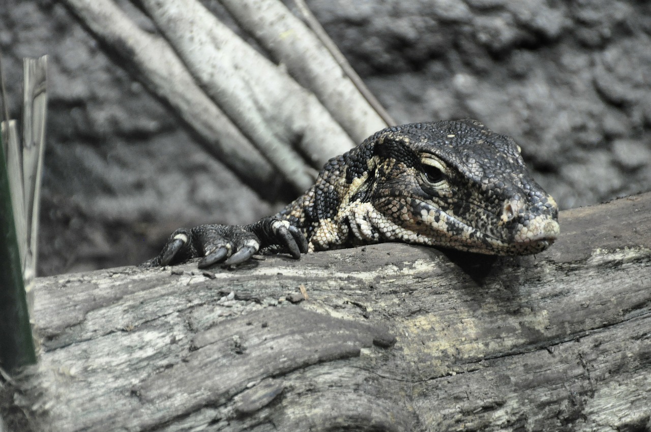 monitor lizard reptile free photo