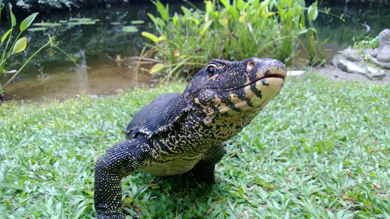 monitor iguana lizard free photo