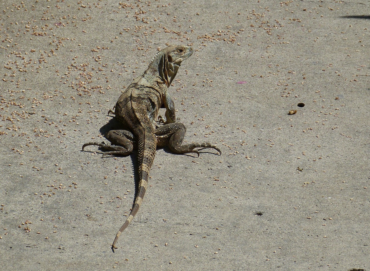 monitor lizard reptile free photo