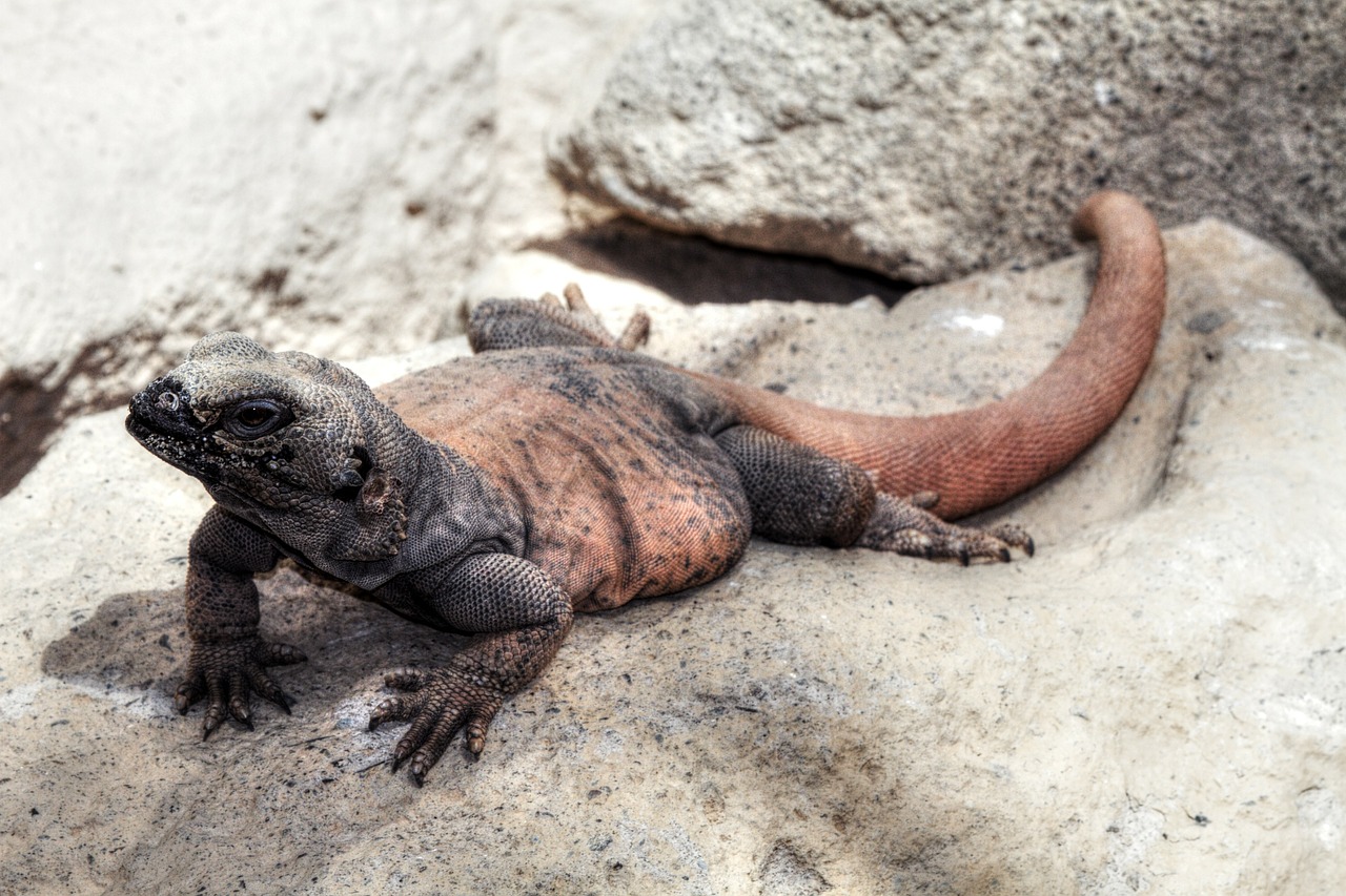 monitor lizard reptile free photo