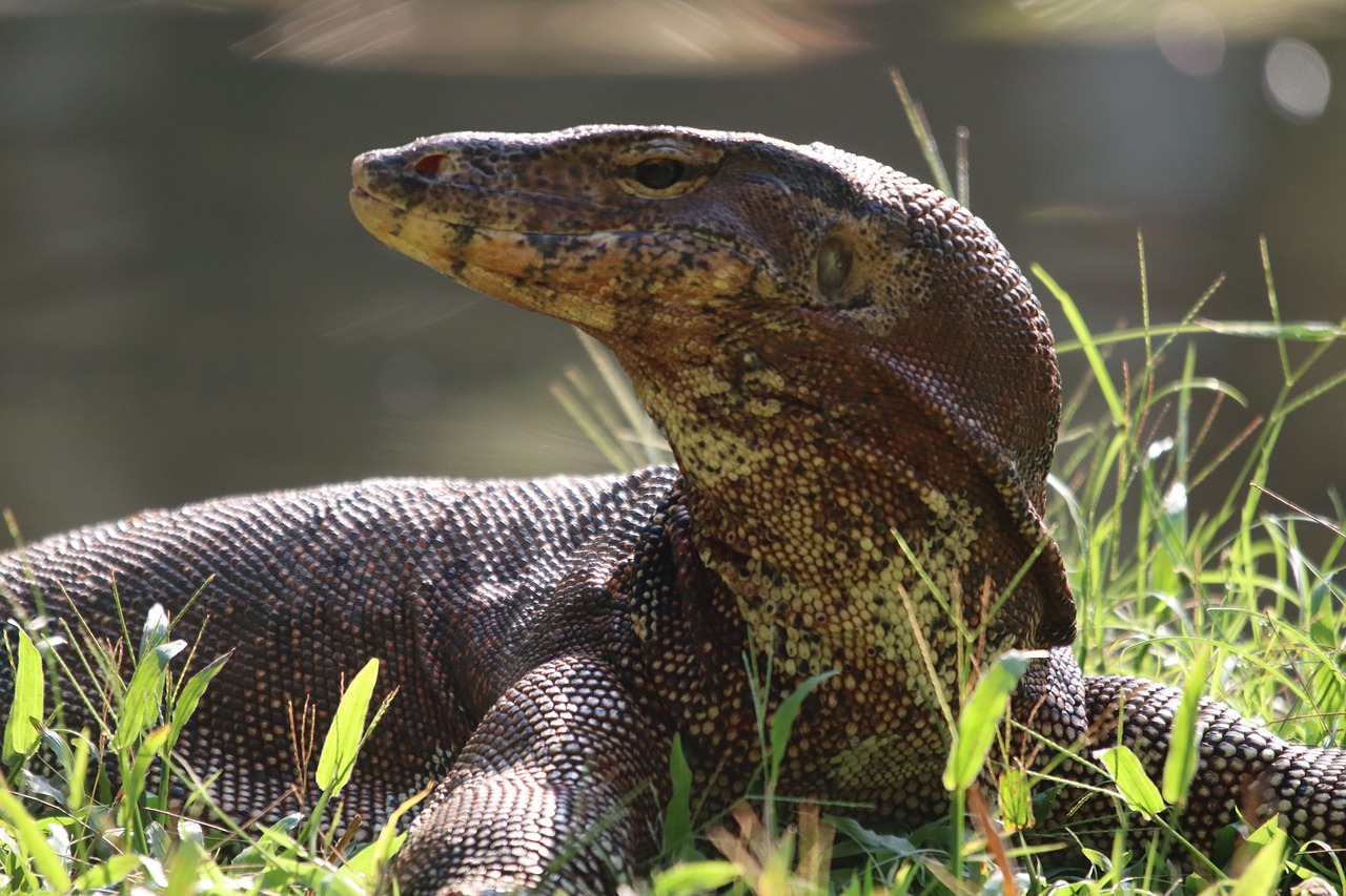 monitor  lizard  reptile free photo