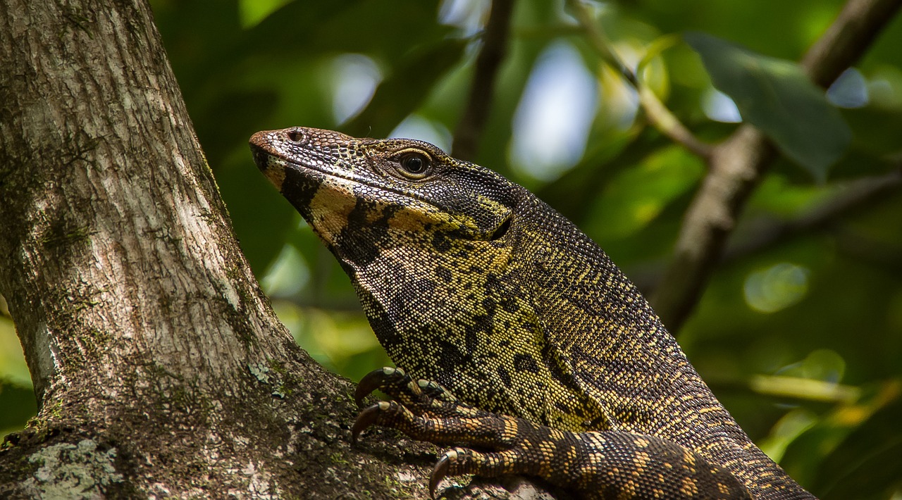 monitor lizard goanna reptile free photo