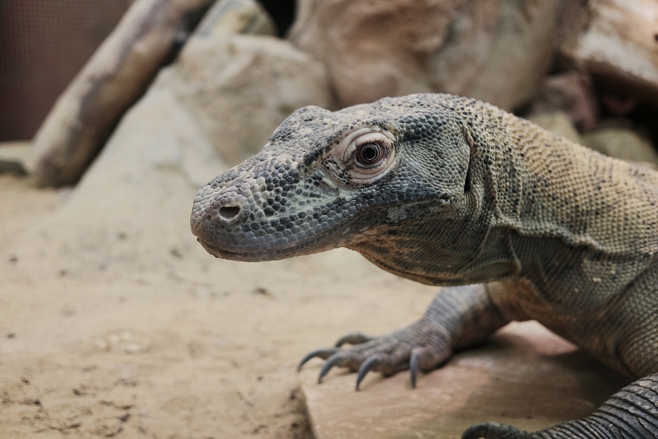 monitor lizard lizard reptile free photo