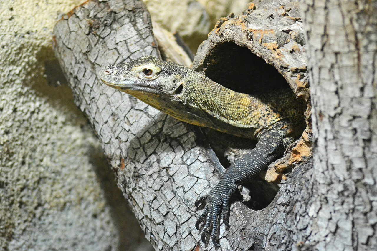 monitor lizard lizard reptile free photo