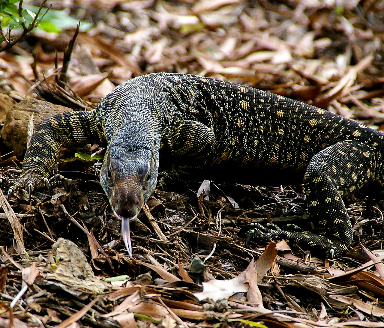 monitor lizard goanna reptile free photo