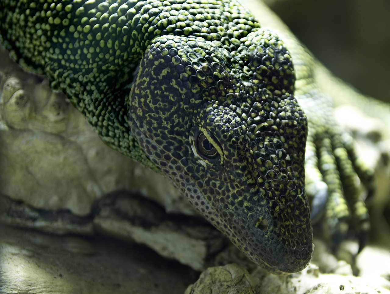 monitor lizard reptile animal free photo