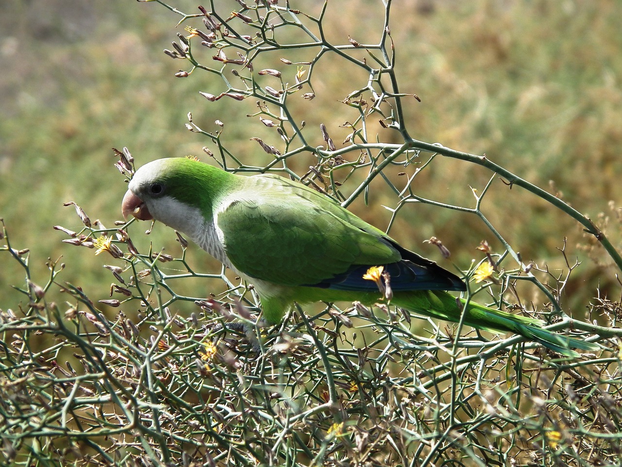 monk parakeet parakeet bird free photo