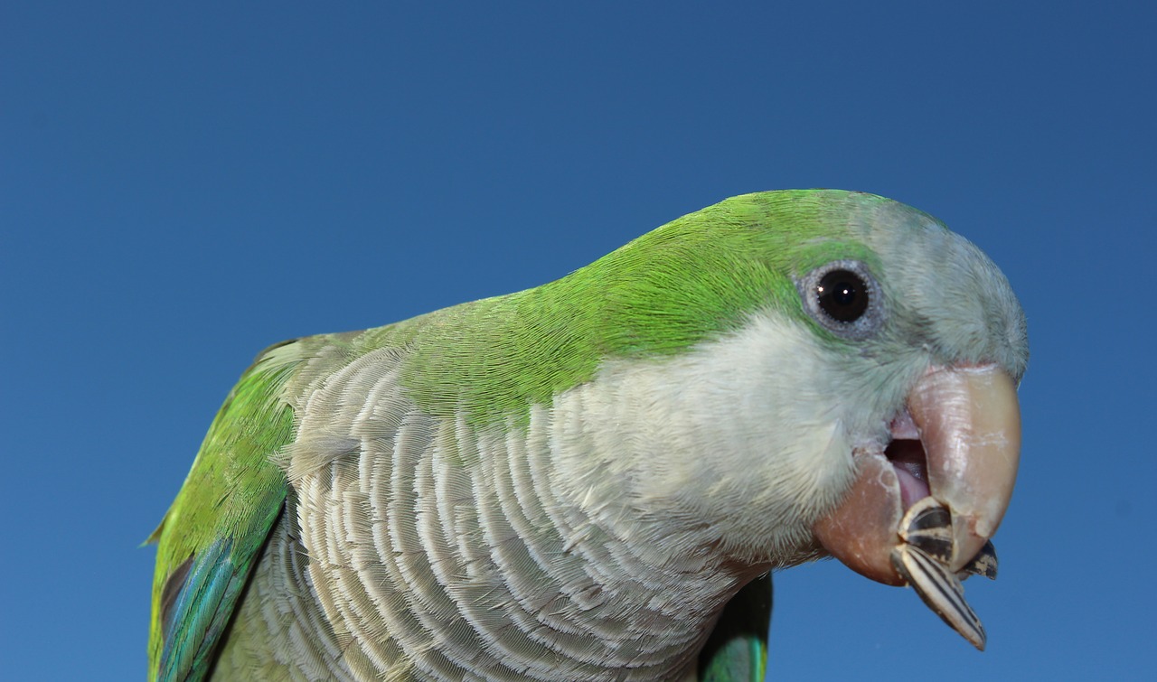 monk parakeet fuerteventura parakeet free photo