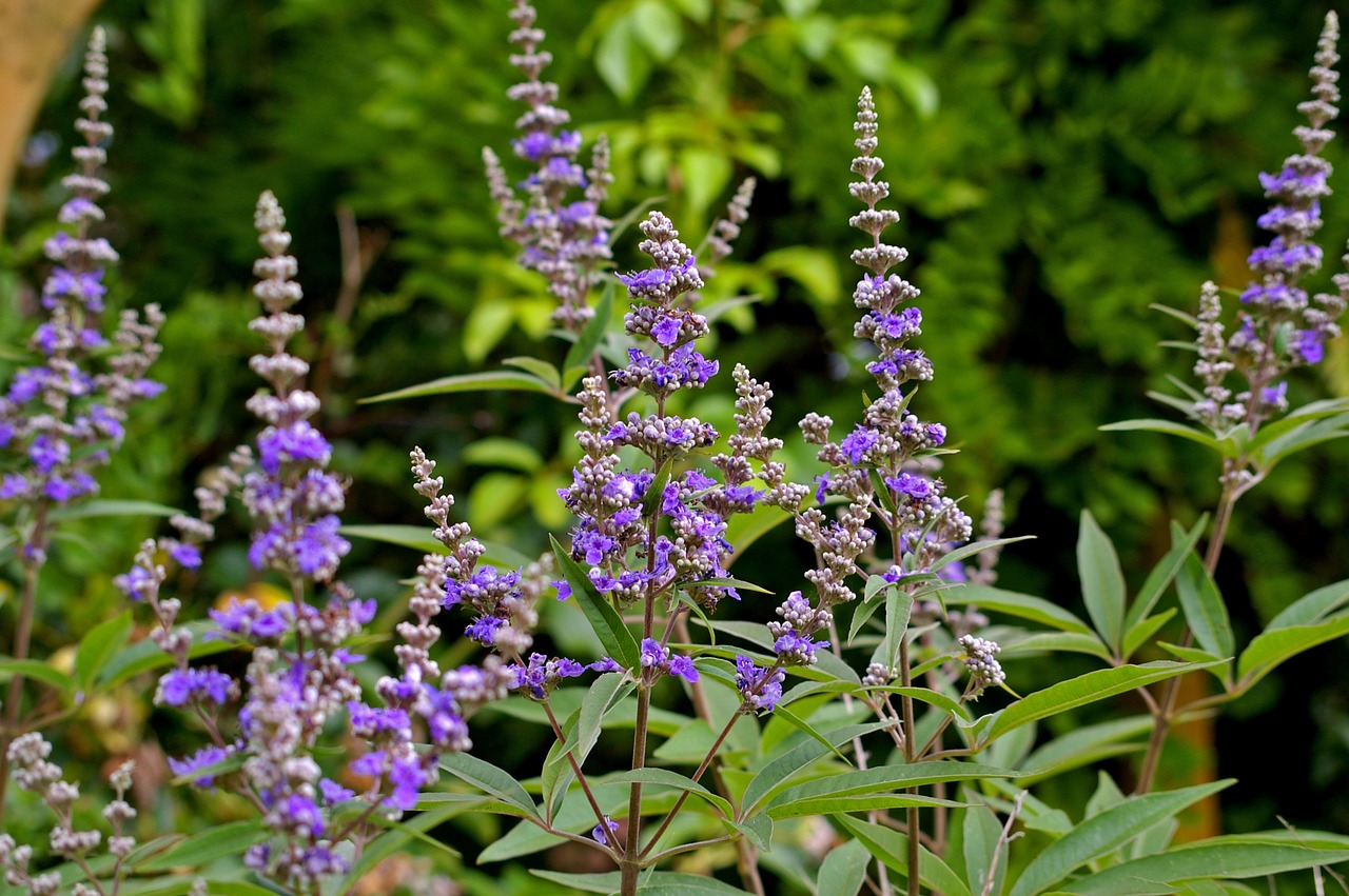 monk pepper bush plant free photo