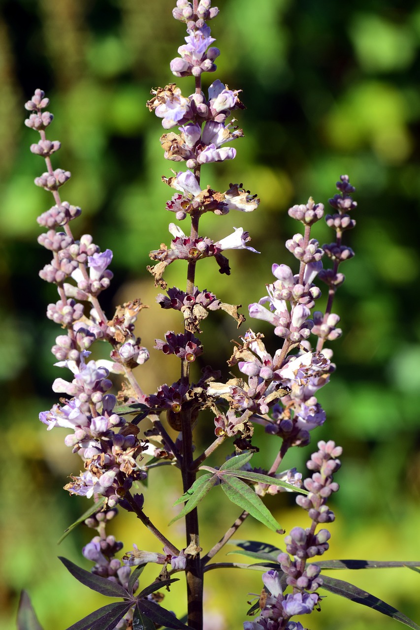 monk pepper agnus castus medicinal herb free photo