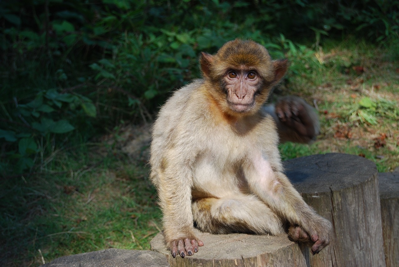 monkey barbary ape portrait free photo