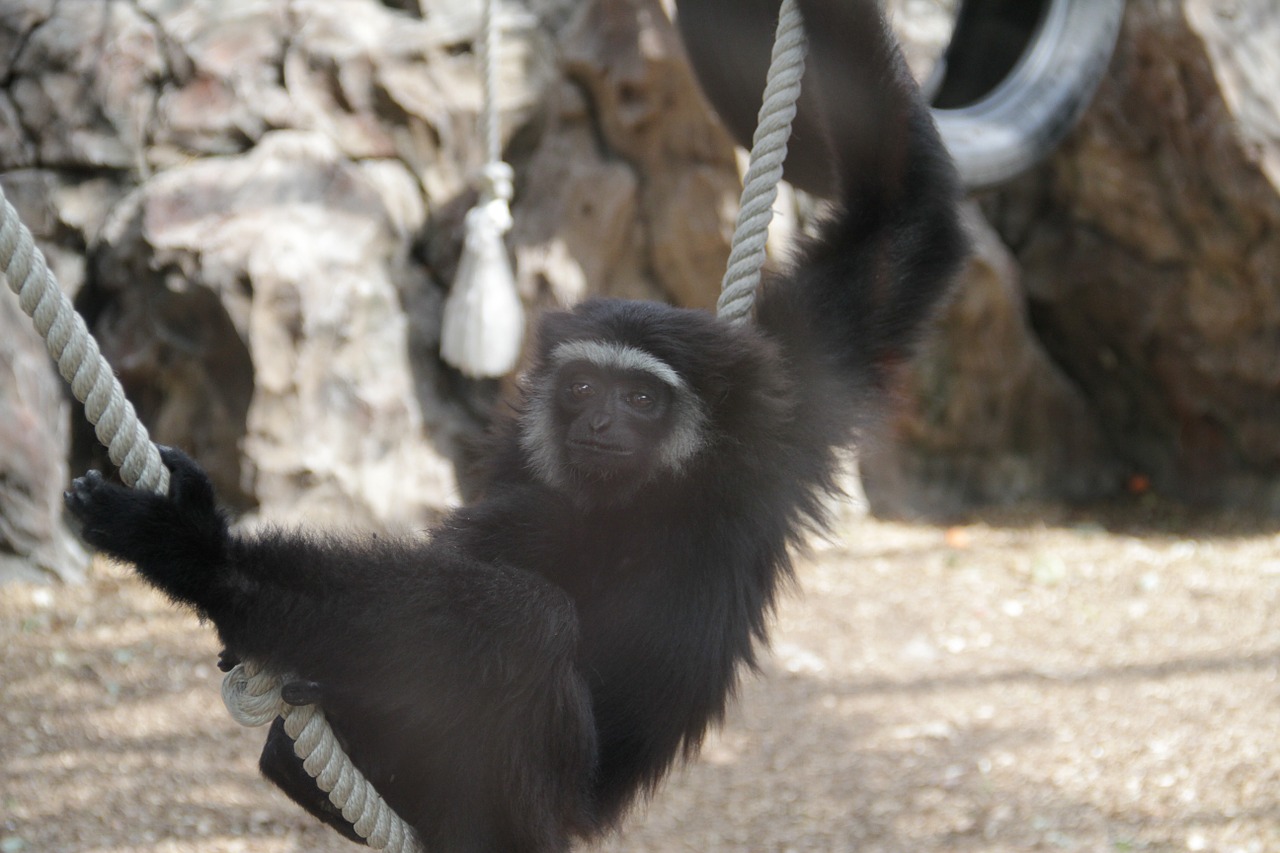 monkey zoo animal free photo