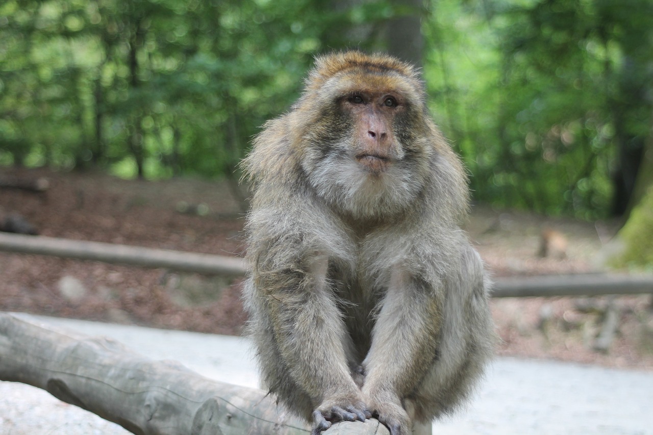 rhesus monkey animal free photo