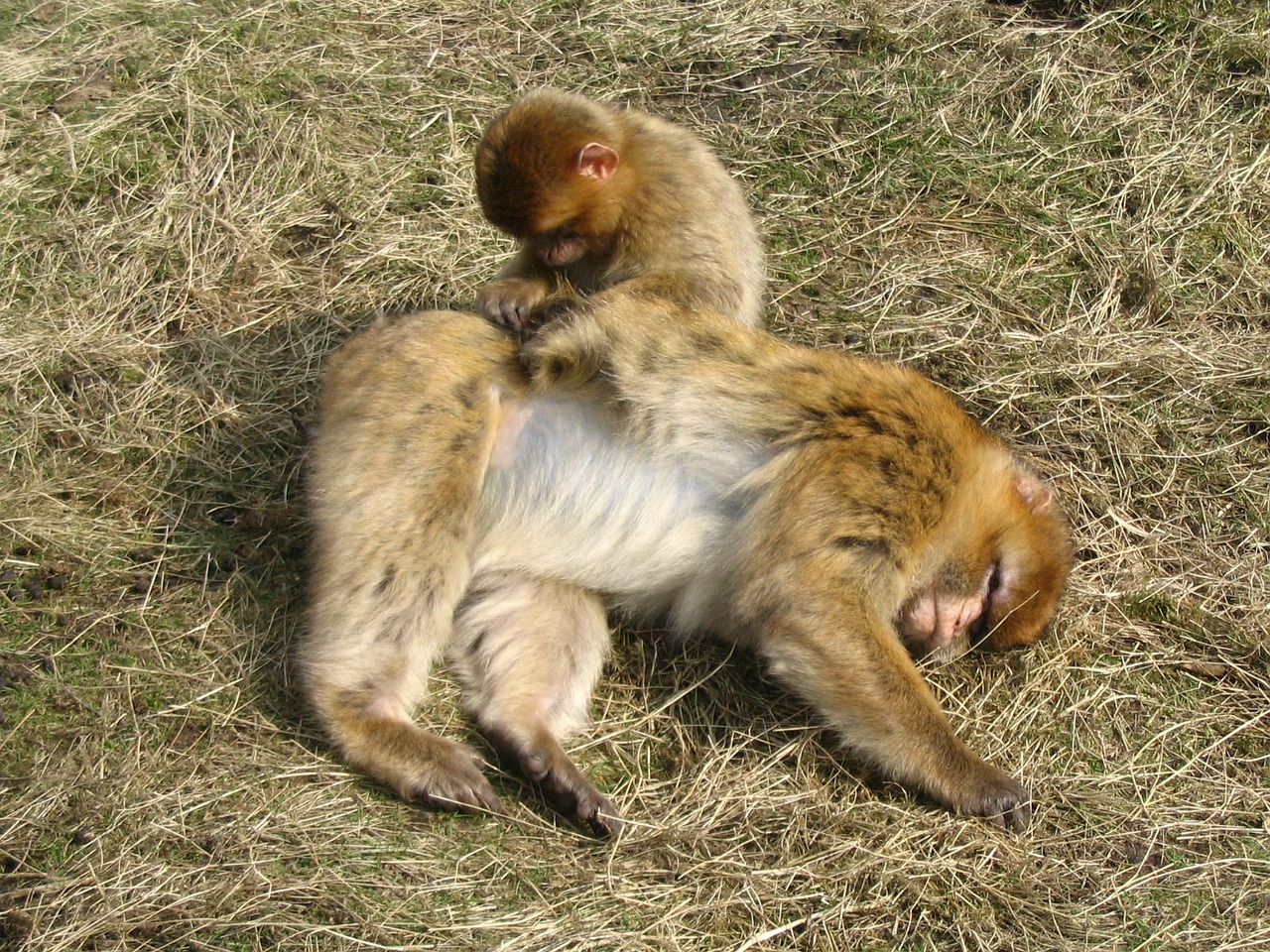 monkey animals care free photo