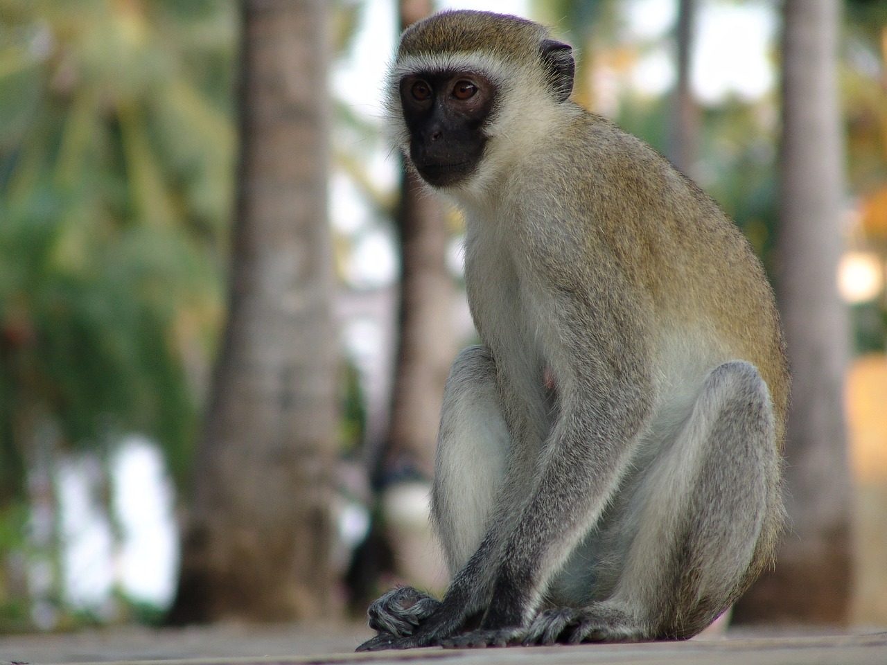 monkey makake africa free photo