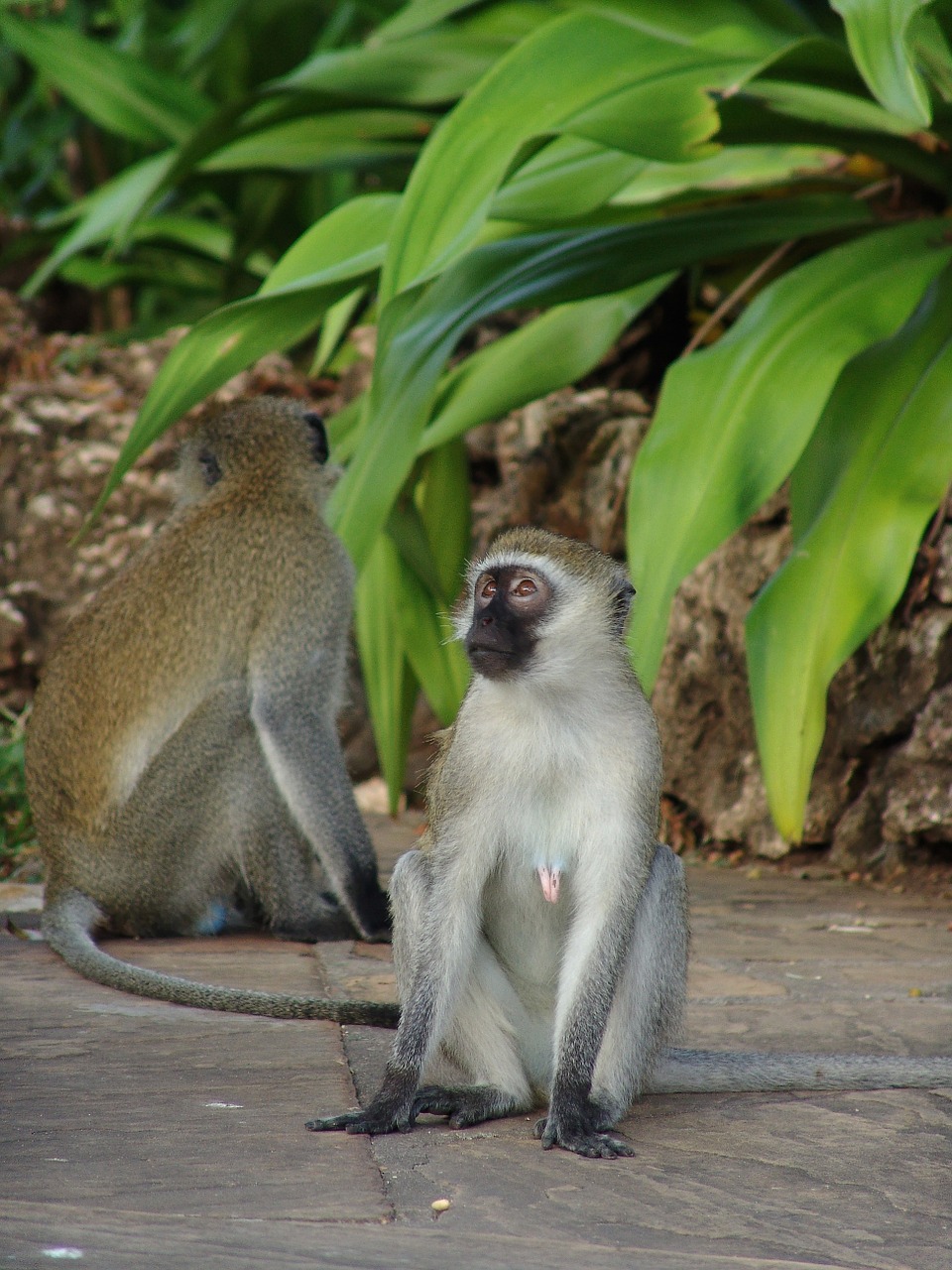 monkey makake africa free photo