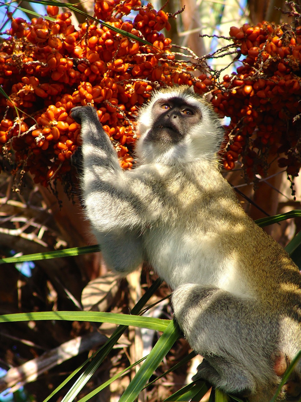 monkey makake africa free photo