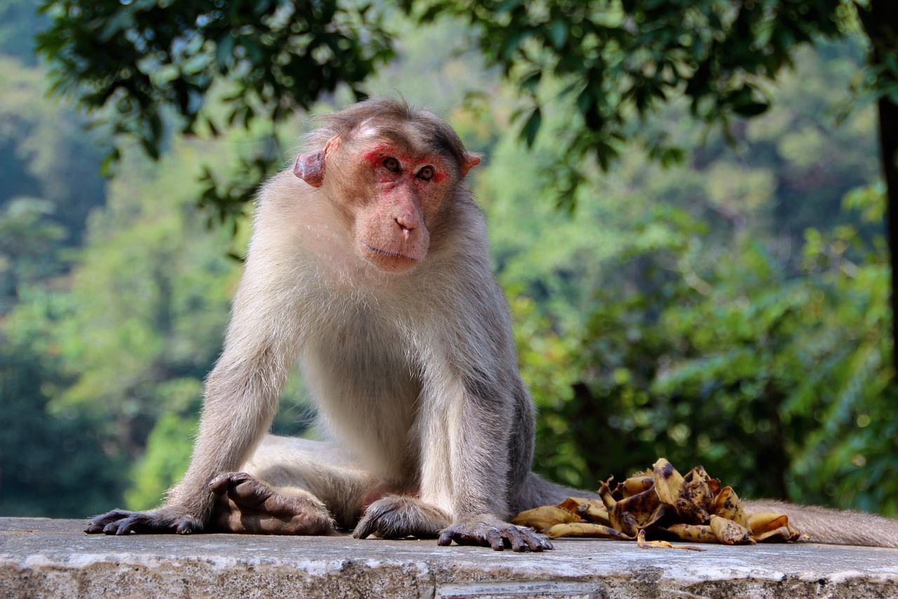 monkey makake africa free photo