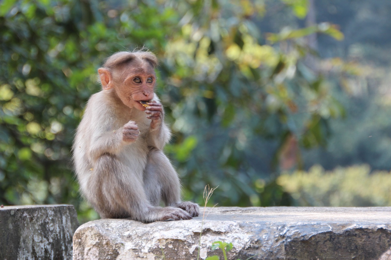 monkey makake africa free photo