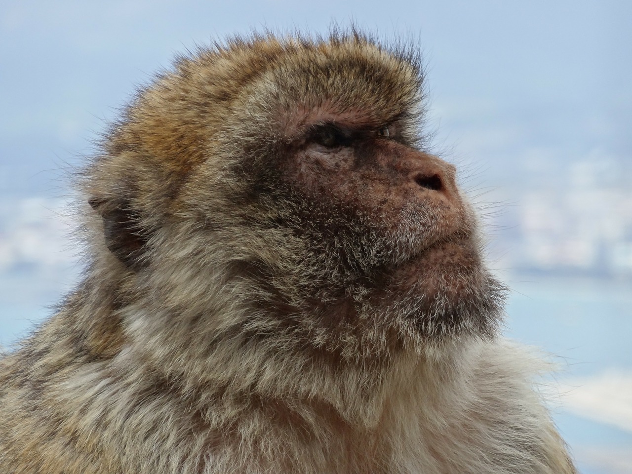 monkey barbary ape gibraltar free photo