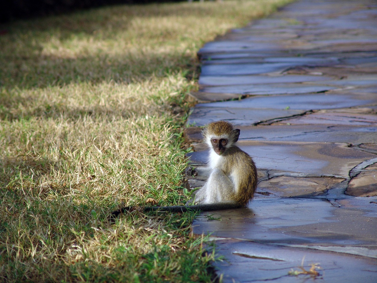 monkey makake africa free photo