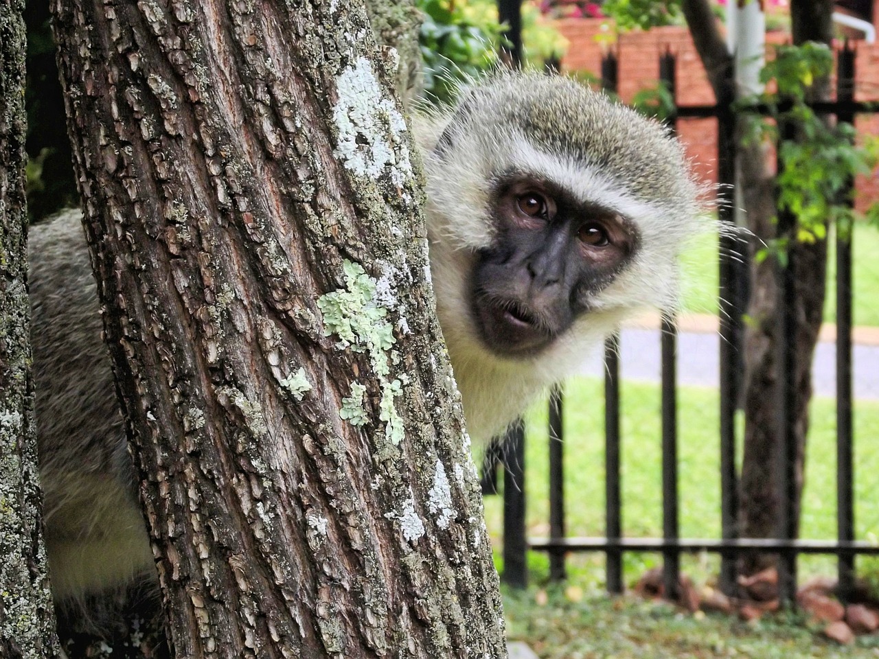 monkey vervet animal free photo