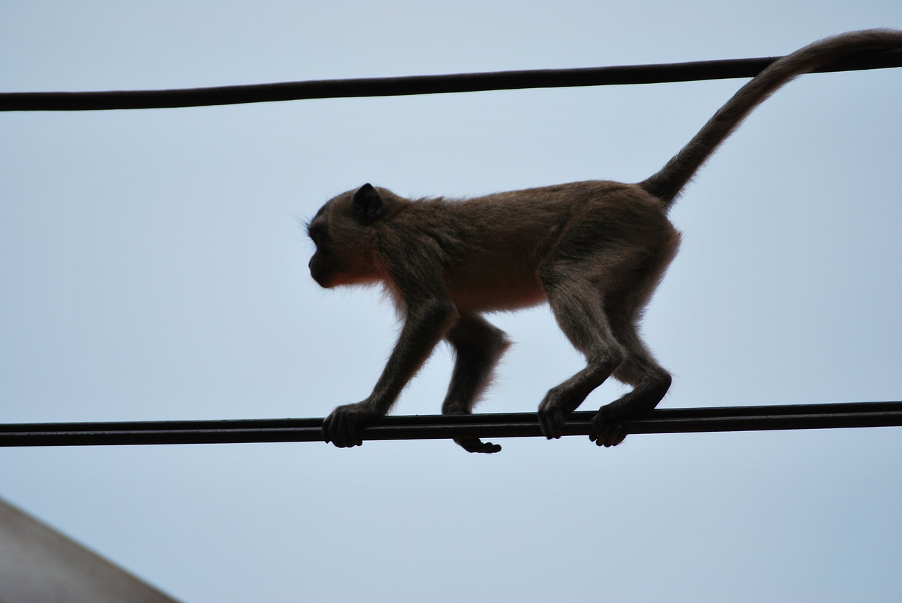 monkey äffchen ape free photo