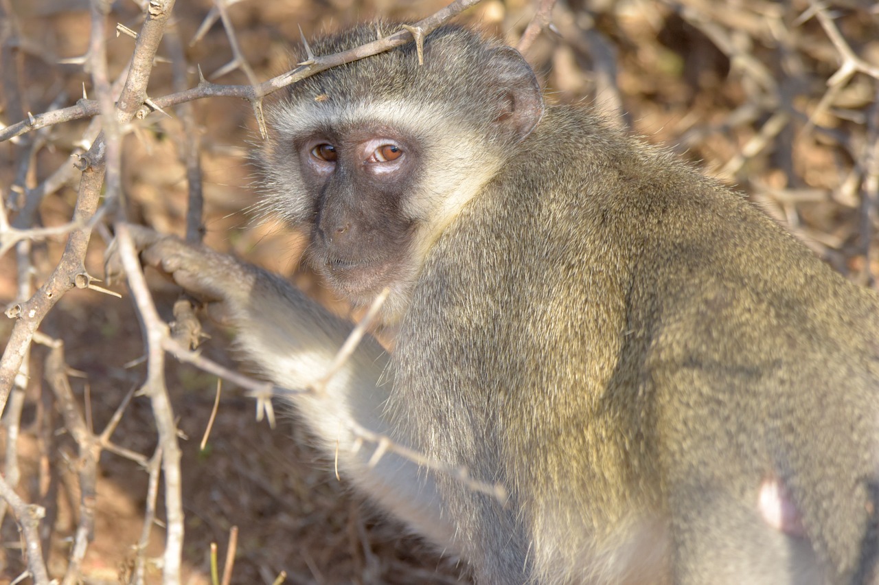 monkey africa safari free photo