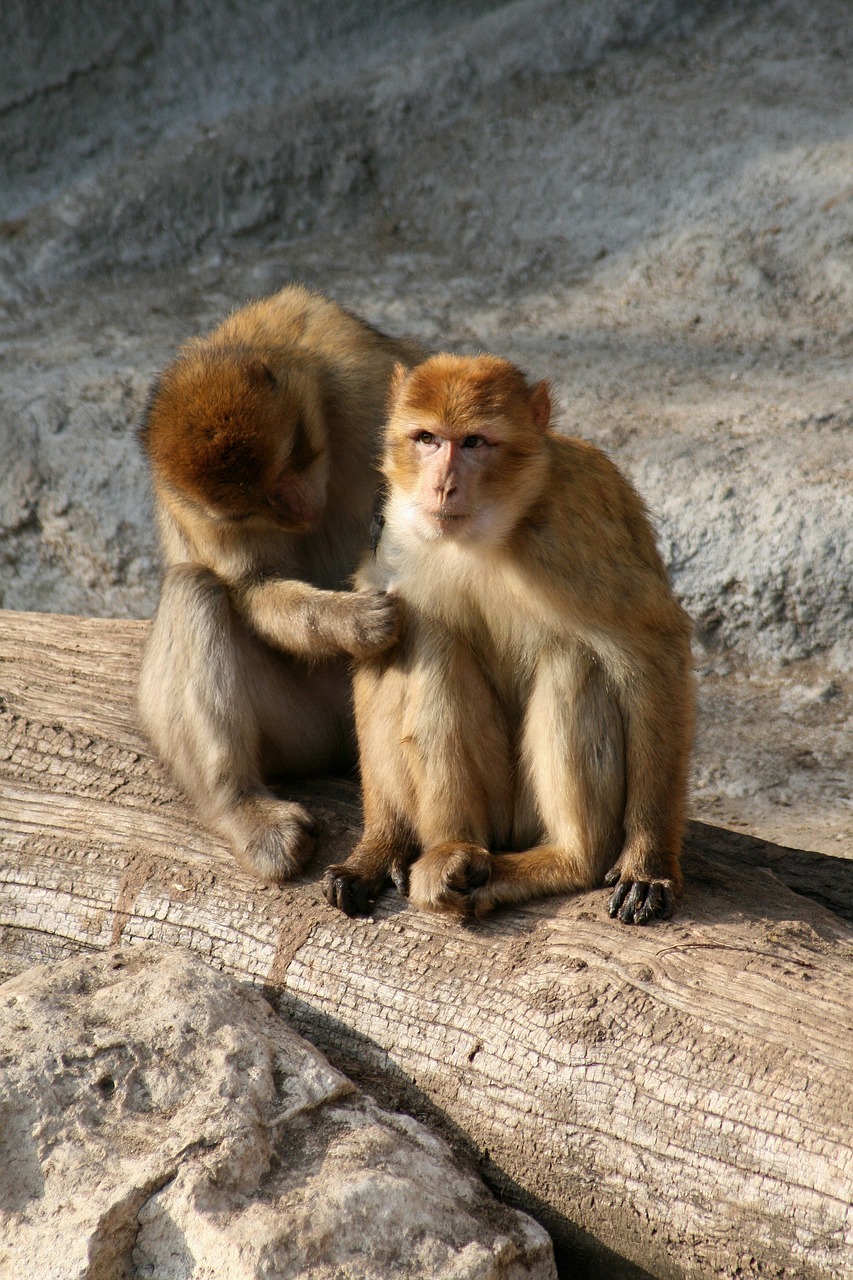 monkey apes a couple of free photo