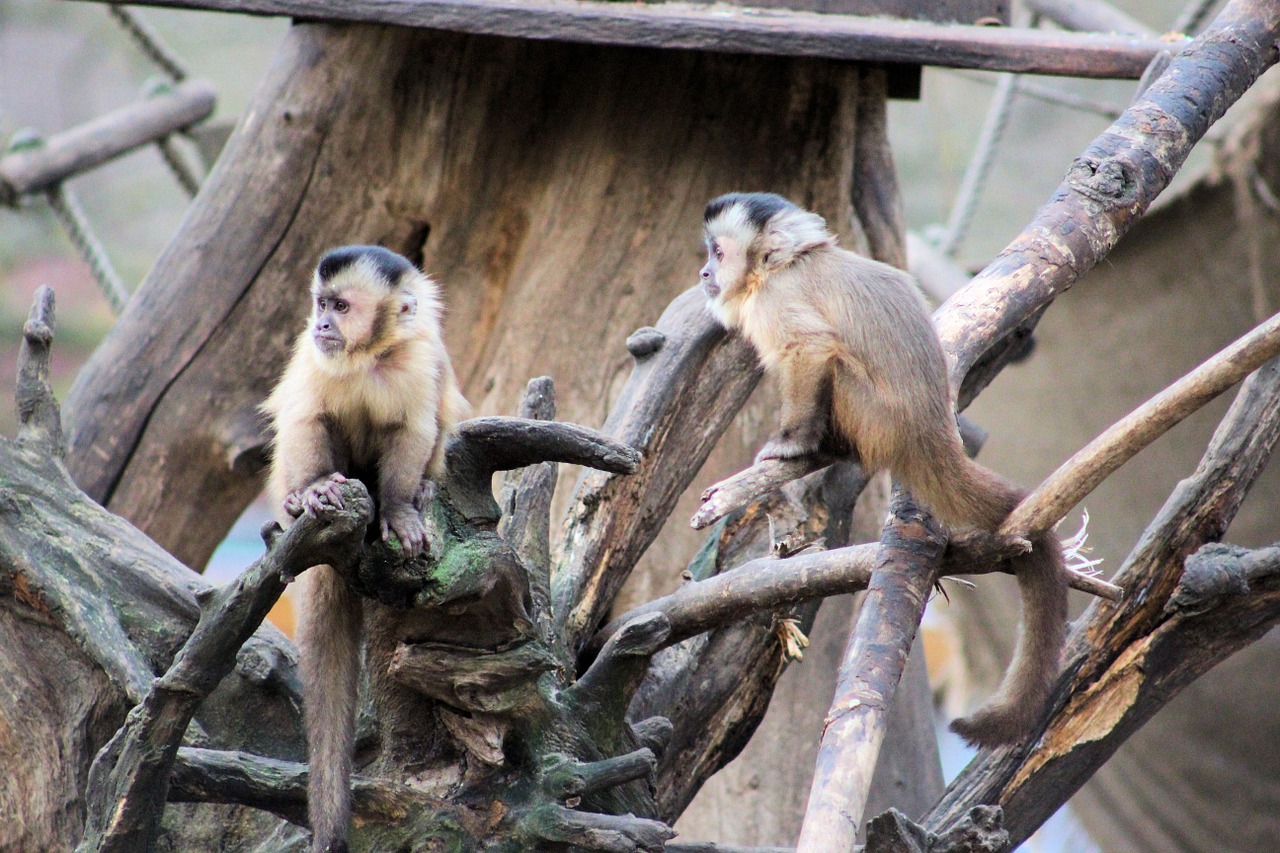 monkey capuchin monkey äffchen free photo