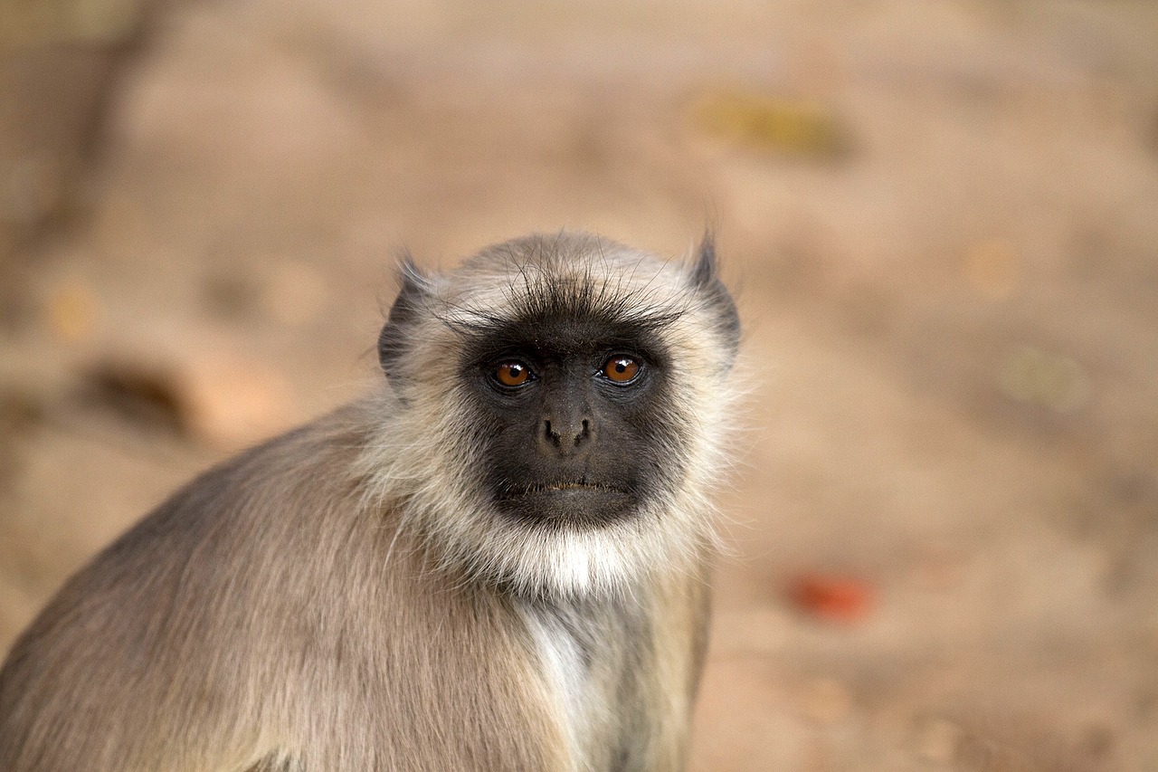 monkey india hanuman langur free photo