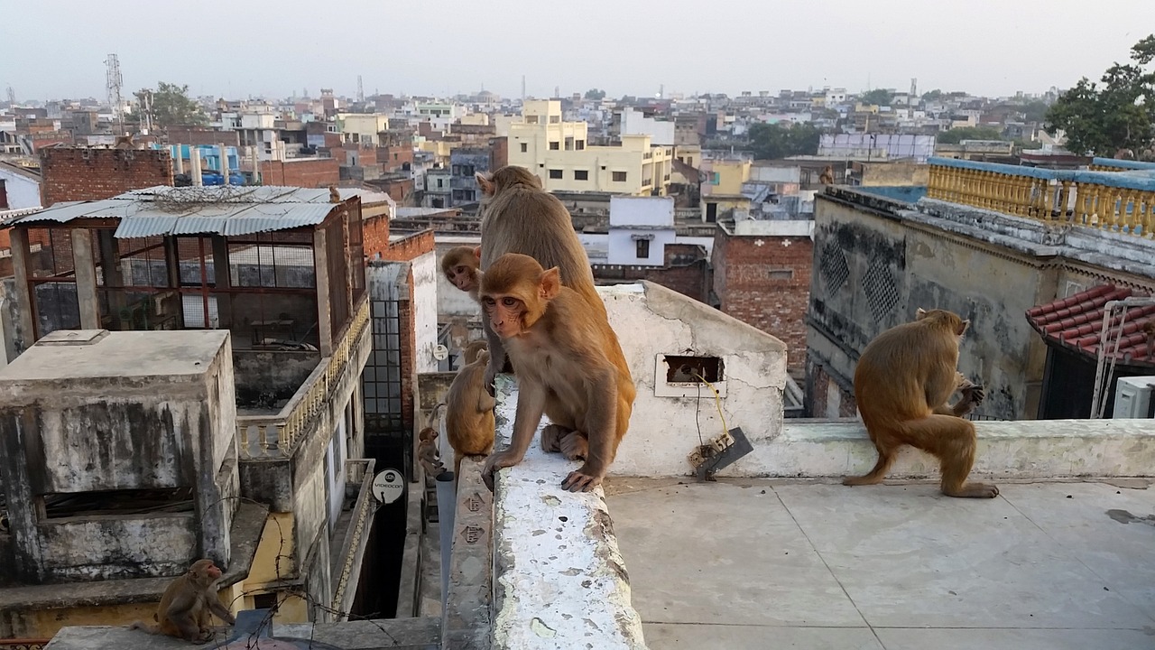 monkey varanasi on the roof free photo