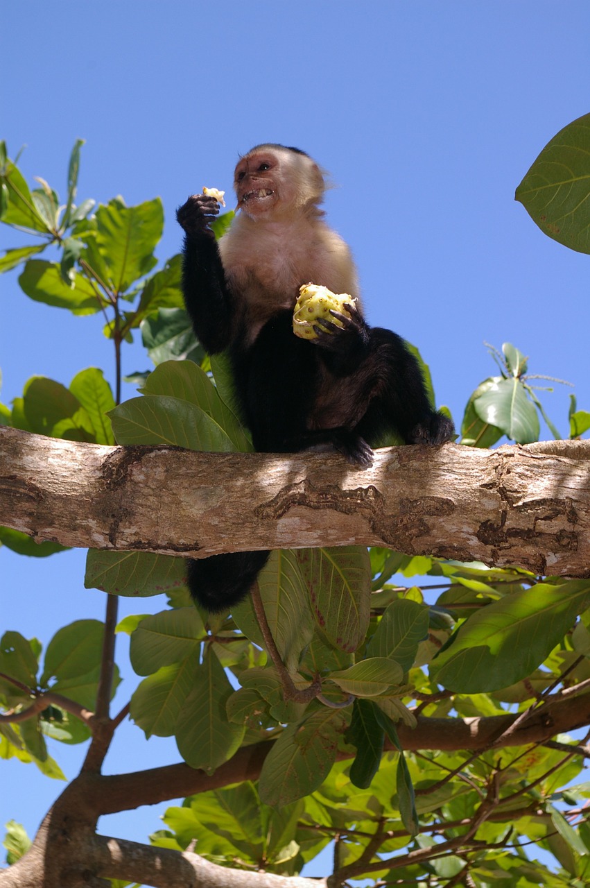 monkey animals eat free photo