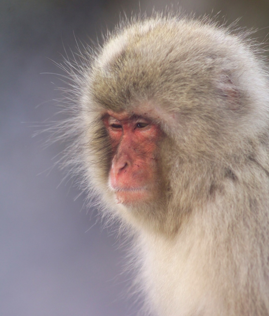 monkey japanese macaque snow monkey free photo