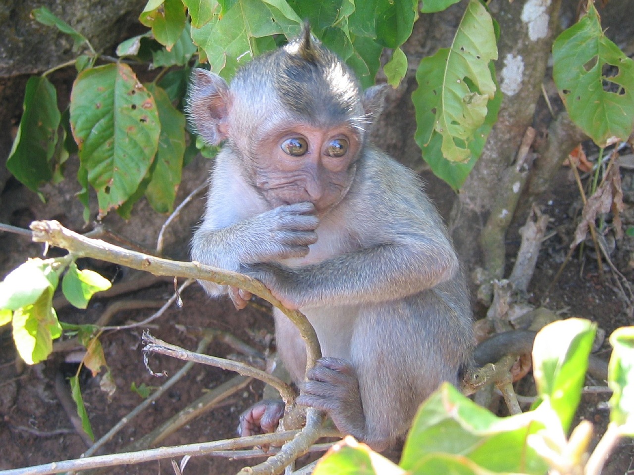 monkey baby japanese macaque free photo