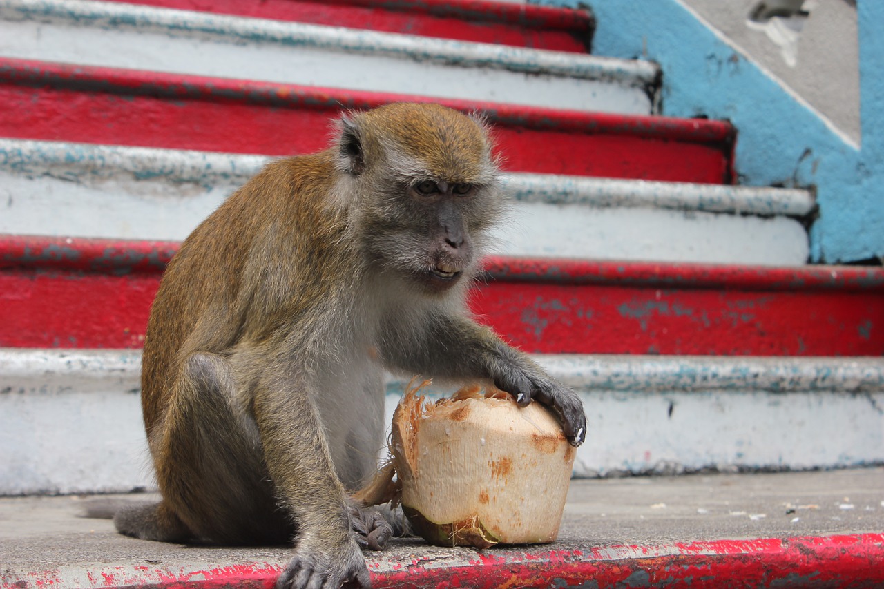 monkey coconut malaysia free photo