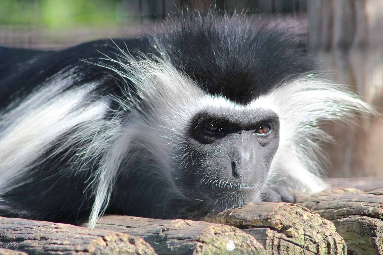 monkey colobus animal free photo