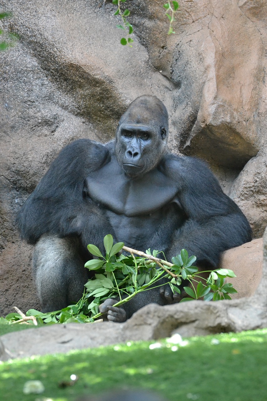 monkey ape gorilla free photo